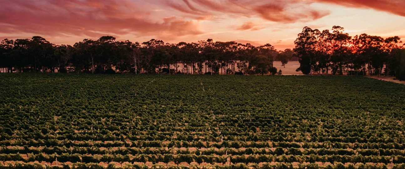 Two Margaret River wines make top 50 of 18,000 at Decanter Awards