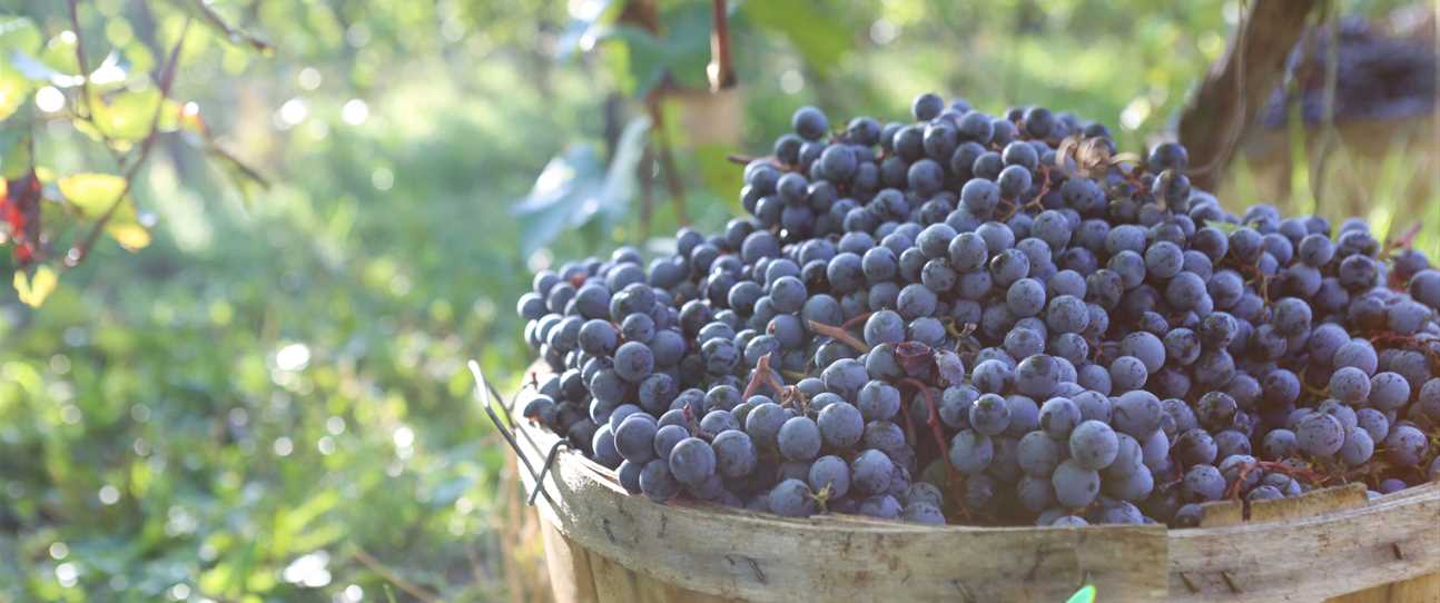 Basket with grapes on farm