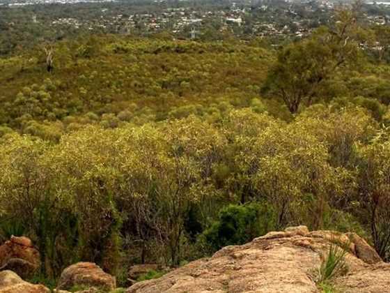 Dog-friendly hiking trails in the Perth Hills