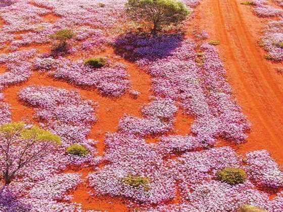 Top 10 wildflower day trips and 23 walking trails close to Perth