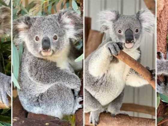 Where to see koalas in Perth for your next family day out