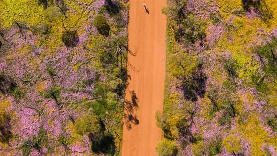 Wildflowers, Coalseam Conservation Park