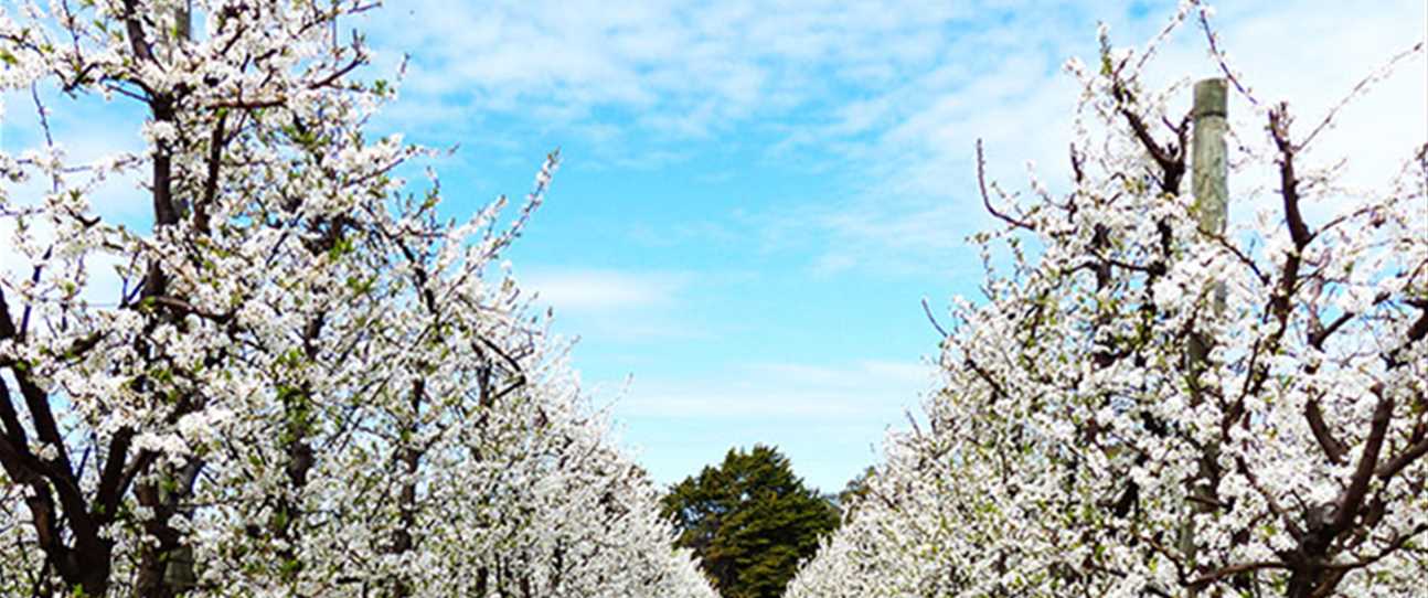 A Bickley Valley orchard in bloom.