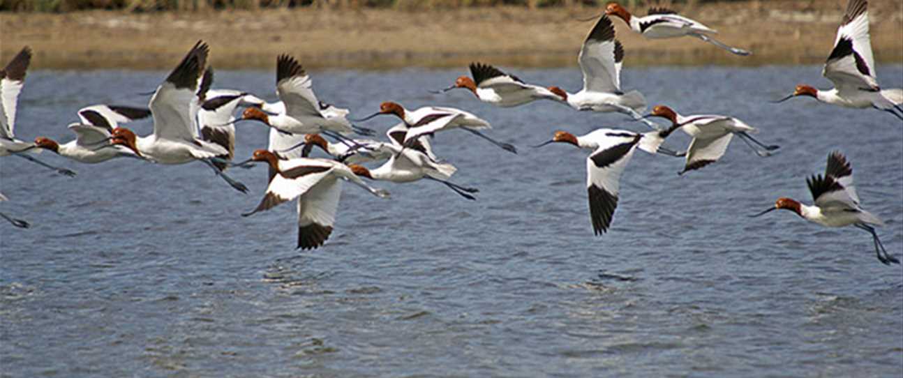 Red-necked avocets in flight.