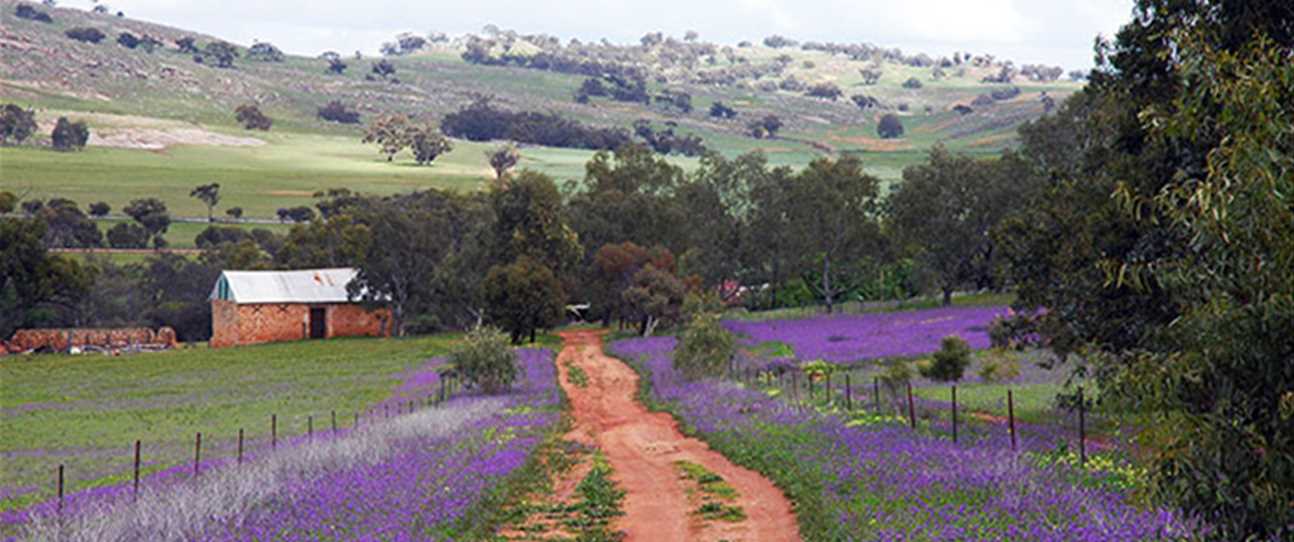 The Avon Valley in bloom (photography Avon Tourism Inc).