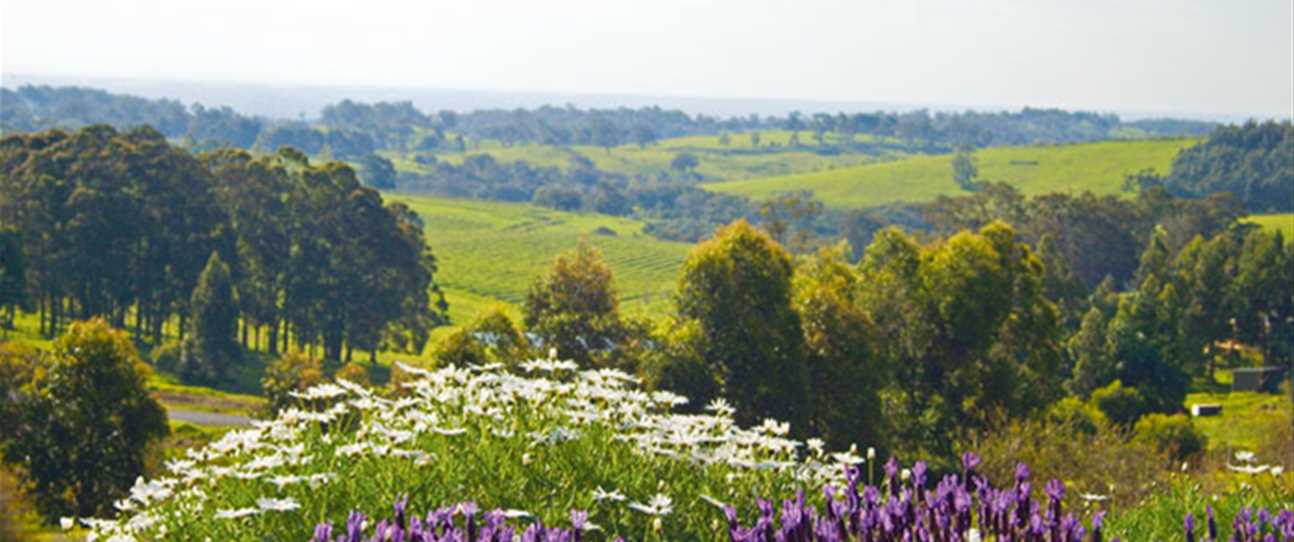Lavender fields (photography Erindale Lavender Farm).