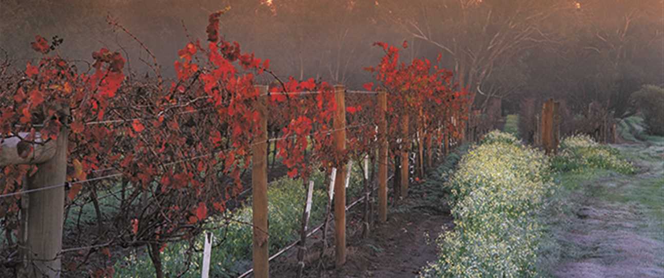 The Swan Valley is WA’s oldest wine region.