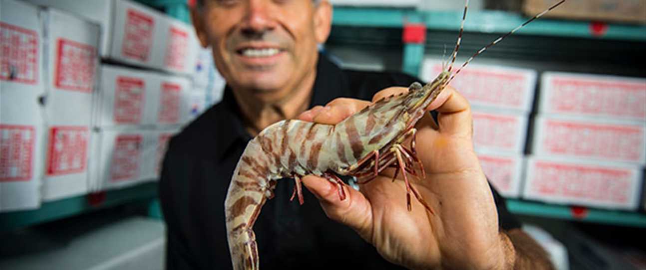 David Correia from Correia Fishing Company  with a tiger prawn from Shark Bay.