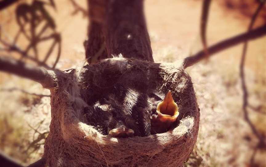 Baby Birds at Wooleen Station