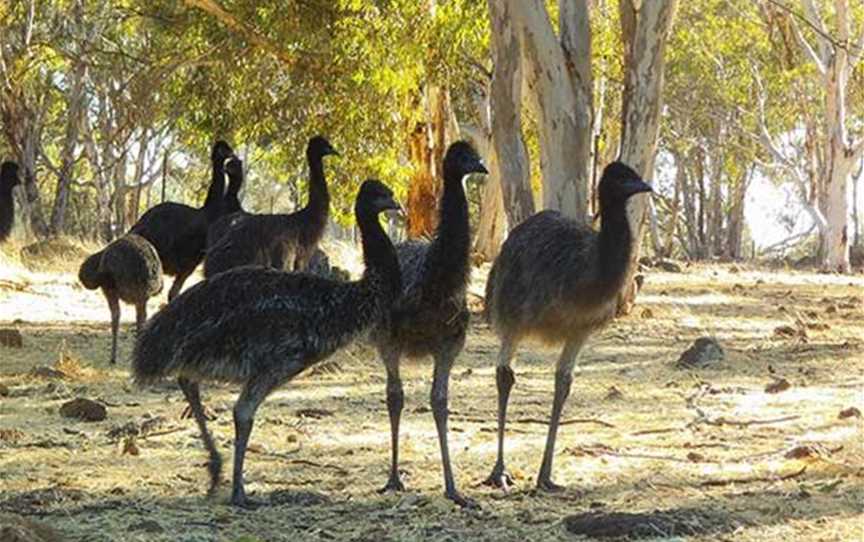 Free Range Emu Farm, Attractions in Toodyay