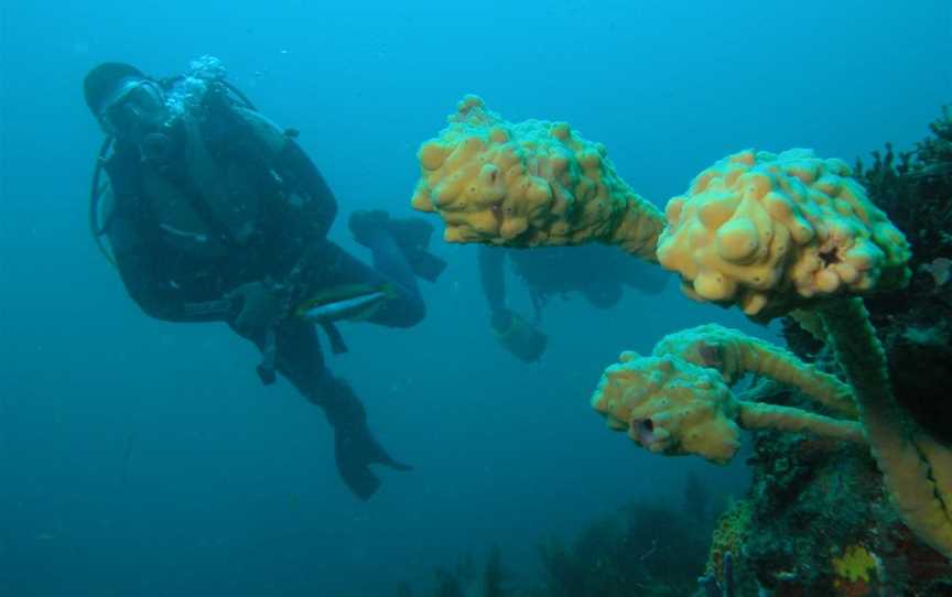 Diving at Fish Eyes, Attractions in Bremer Bay - Town