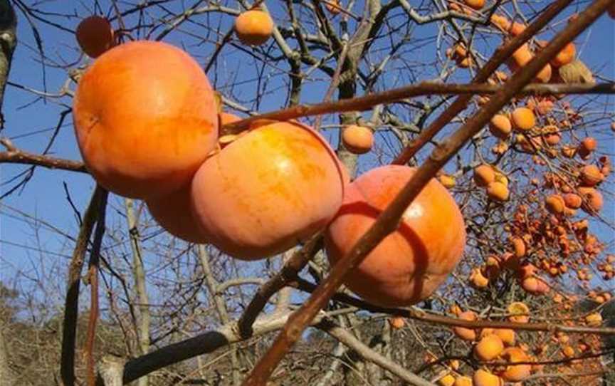 Waterwheel Persimmon Orchard, Attractions in Bedfordale