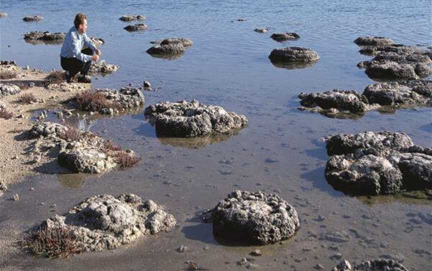 Lake Thetis Thrombolites, Attractions in Cervantes