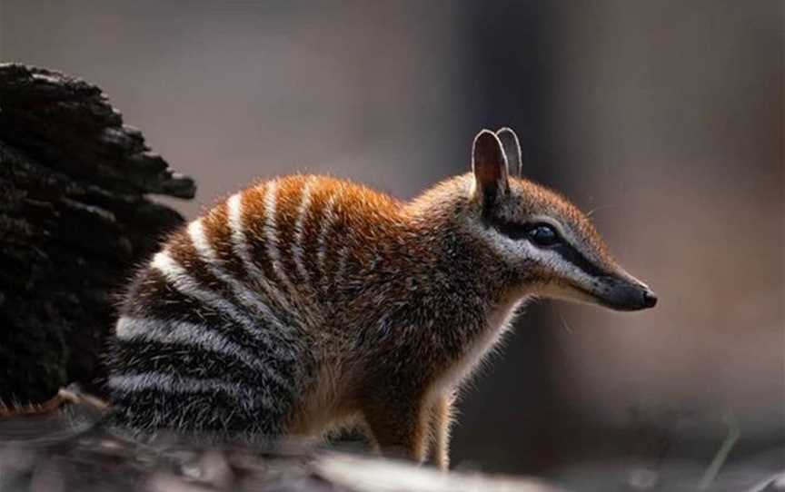 Marradong is home to WA's elusive state emblem, the Numbat.