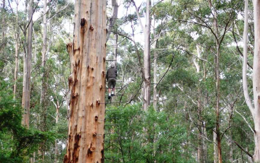 Gloucester Tree