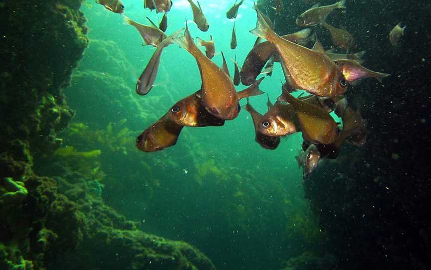 Boyinaboat Reef