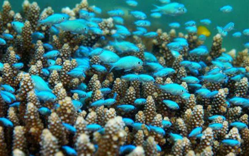 Mackerel Islands Dive, Tourist attractions in Thevenard Island