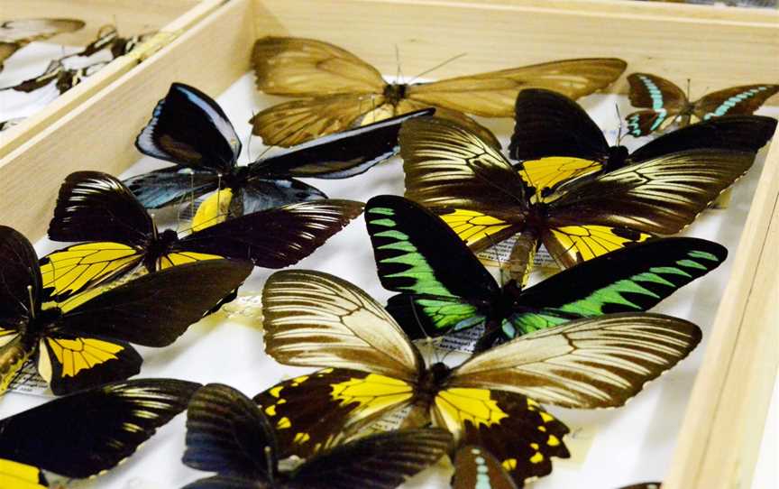 Butterfly Museum, Kuranda, QLD