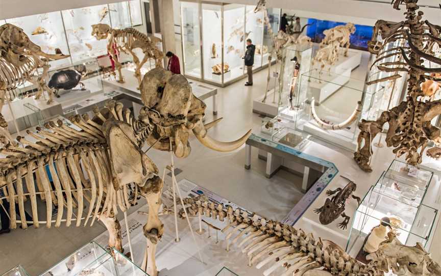 Zoology Museum, Attractions in Armidale