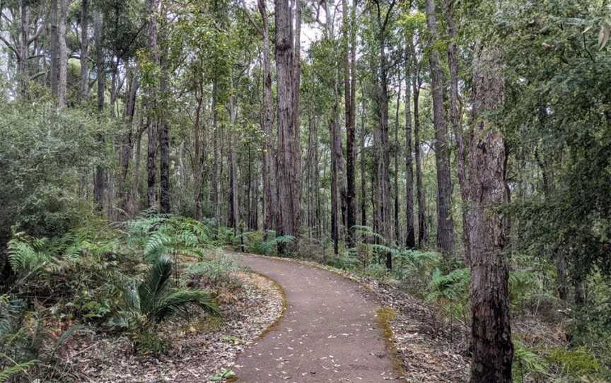 King Jarrah - Wellington National Park, Attractions in Worsley