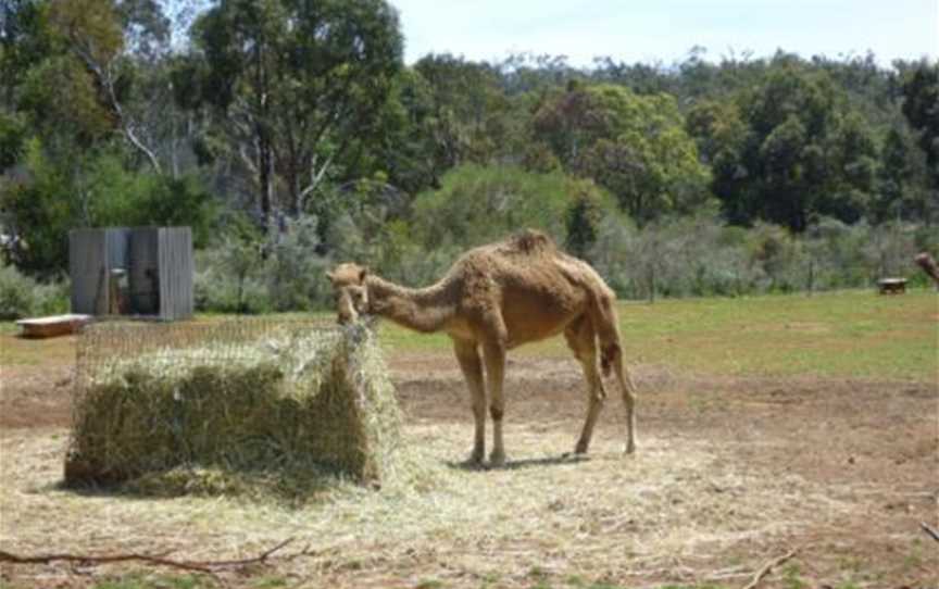 Calamunnda Camel Farm, Attractions in Paulls Valley