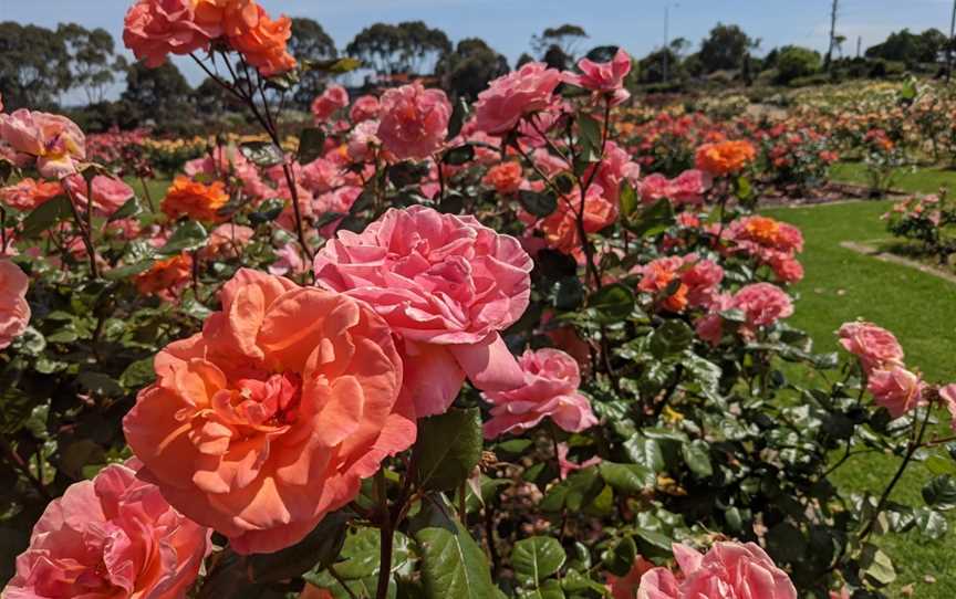 Mornington Botanical Rose Gardens, Mornington, VIC