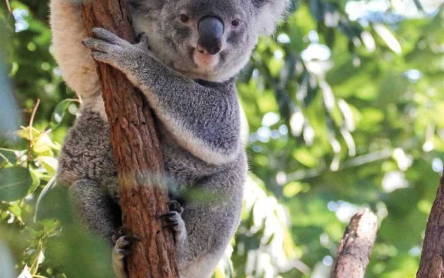 Lone Pine Koala Sanctuary, Fig Tree Pocket, QLD
