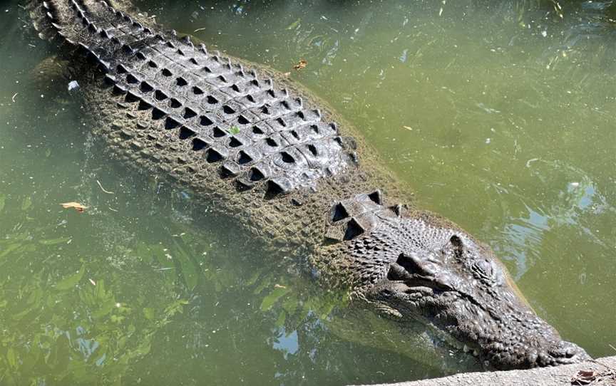 Hartley's Crocodile Adventures, Wangetti, QLD