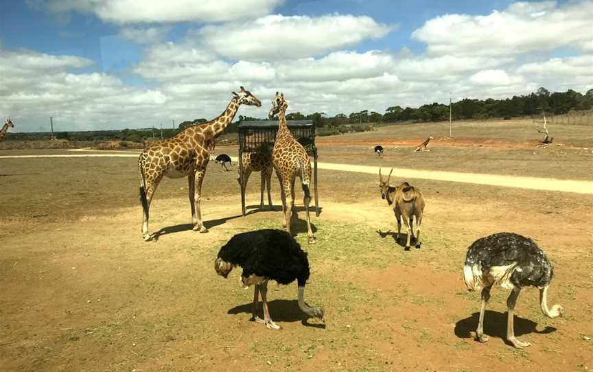 Monarto Safari Park, Monarto, SA