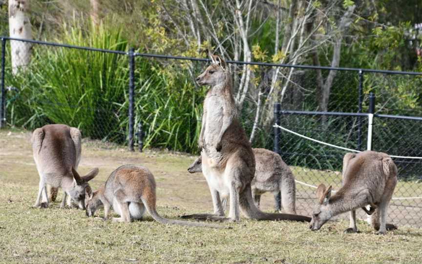 Symbio Wildlife Park, Helensburgh, NSW