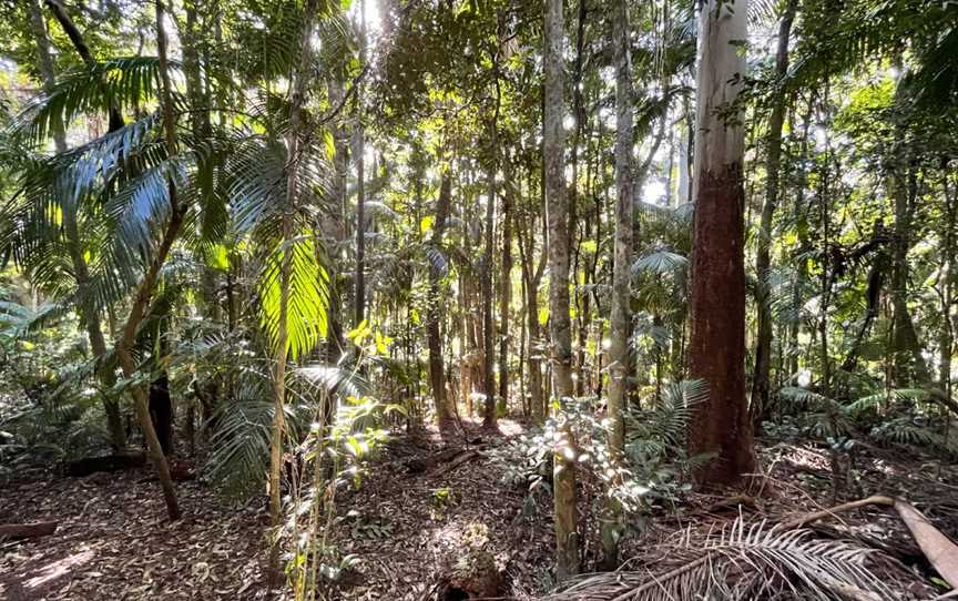 Tamborine National Park, Cedar Creek, QLD