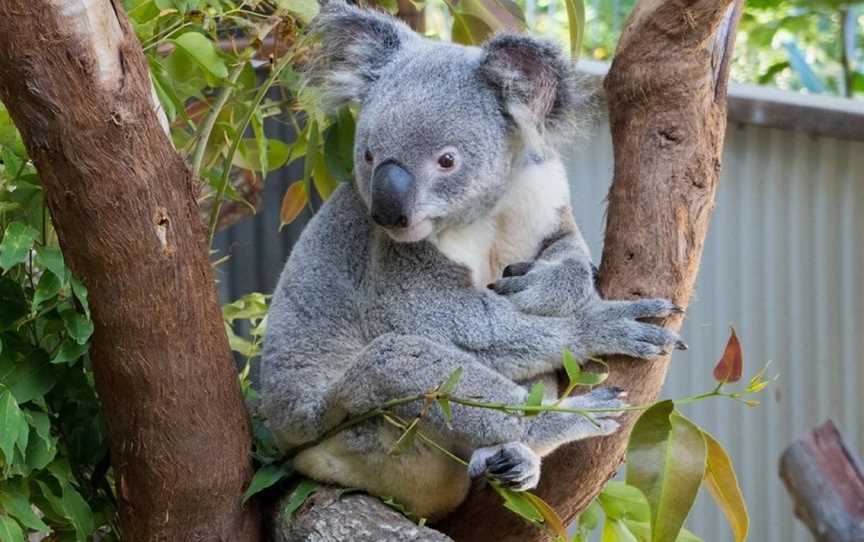 Kuranda Koala Gardens, Kuranda, QLD