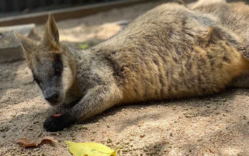 Kuranda Koala Gardens, Kuranda, QLD