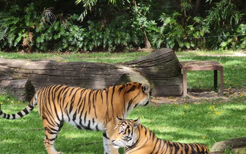 Tiger Island, Coomera, QLD