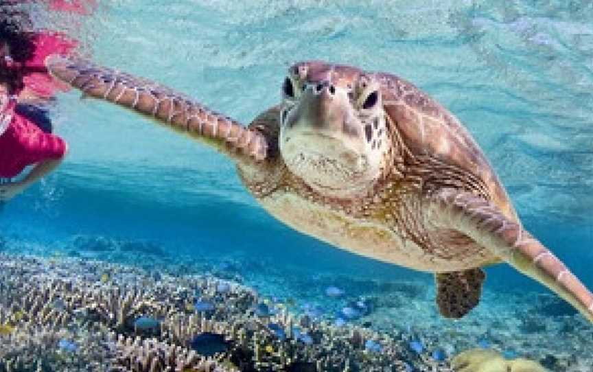 Mon Repos Turtle Encounter, Bundaberg, QLD