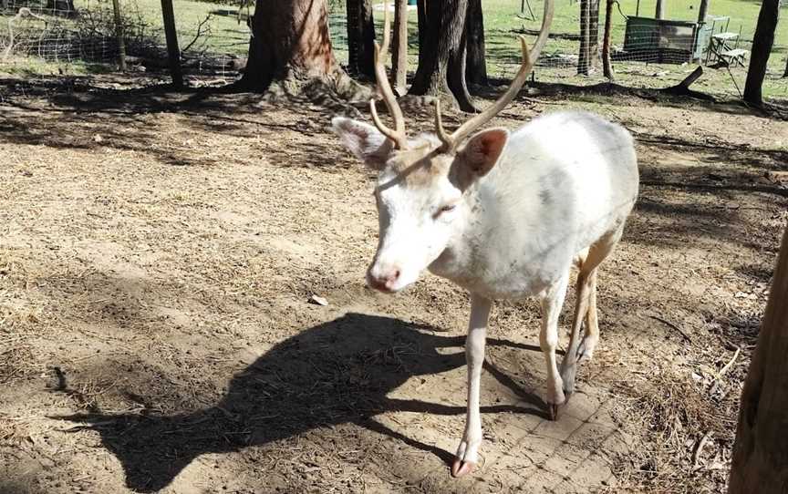 Lyell Deer Sanctuary, Mount Samson, QLD