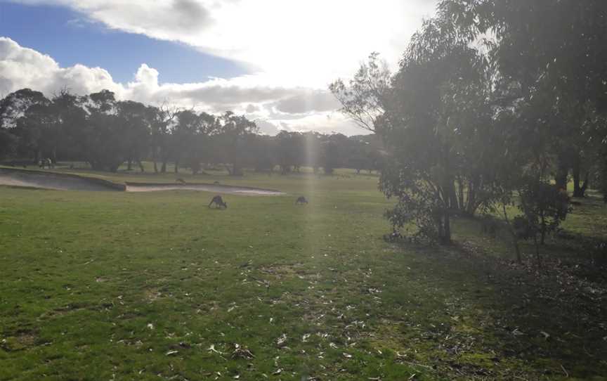 Anglesea Mini Golf, Anglesea, VIC