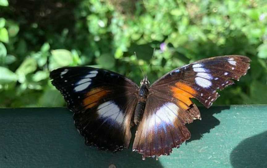 Batchelor Butterfly Farm and Pet Garden, Batchelor, NT