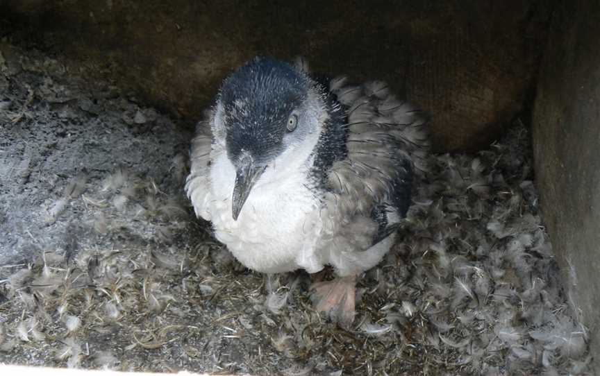 Oamaru Blue Penguin Colony, South Hill, New Zealand