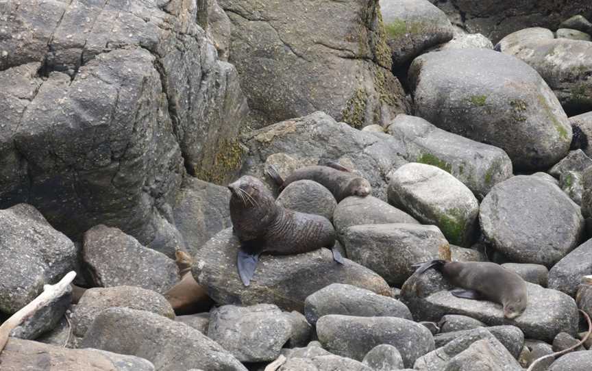 Seal Colony Tauranga Bay, Cape Foulwind, New Zealand