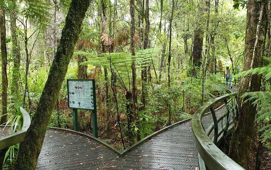 Kauri Walk, Puketi Forest, Okaihau, New Zealand