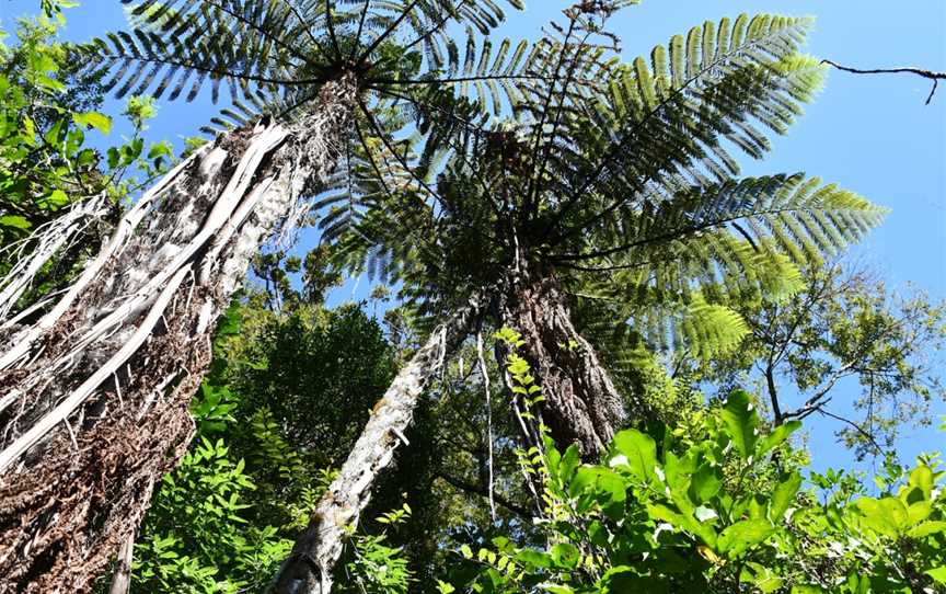 Kauri Walk, Puketi Forest, Okaihau, New Zealand