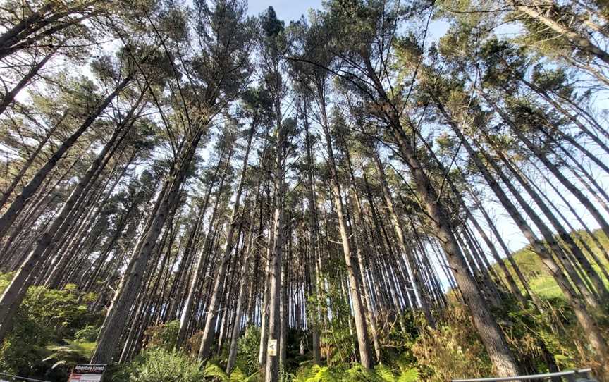 Adventure Forest, Glenbervie, New Zealand