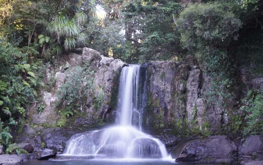 Waiau Kauri Grove, Coromandel, New Zealand