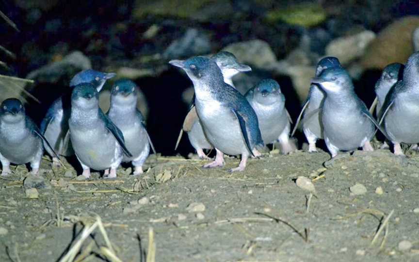 Blue Penguins Pukekura, Harington Point, New Zealand