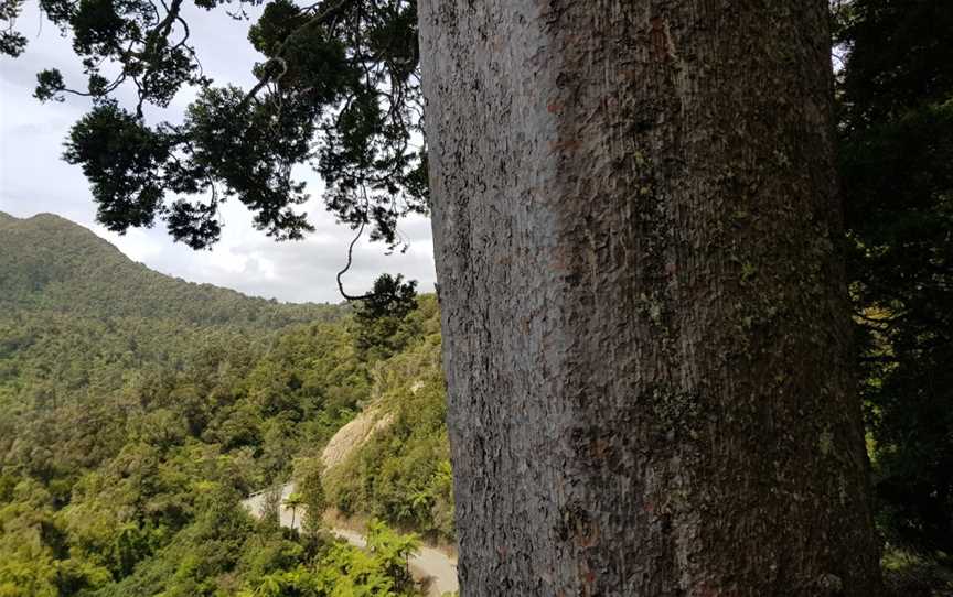 Square Kauri, Mercury Bay, New Zealand