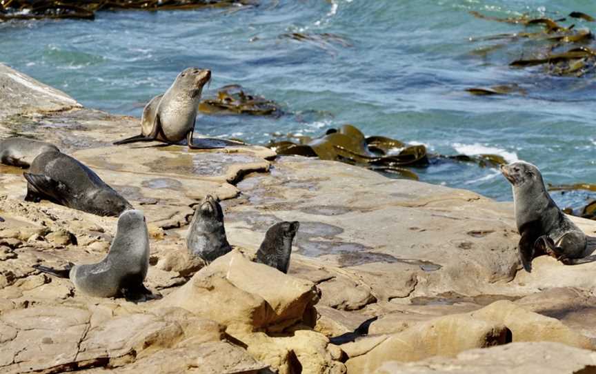 Fur seal viewing walk, Palmerston, New Zealand