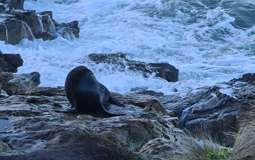 Fur seal viewing walk, Palmerston, New Zealand