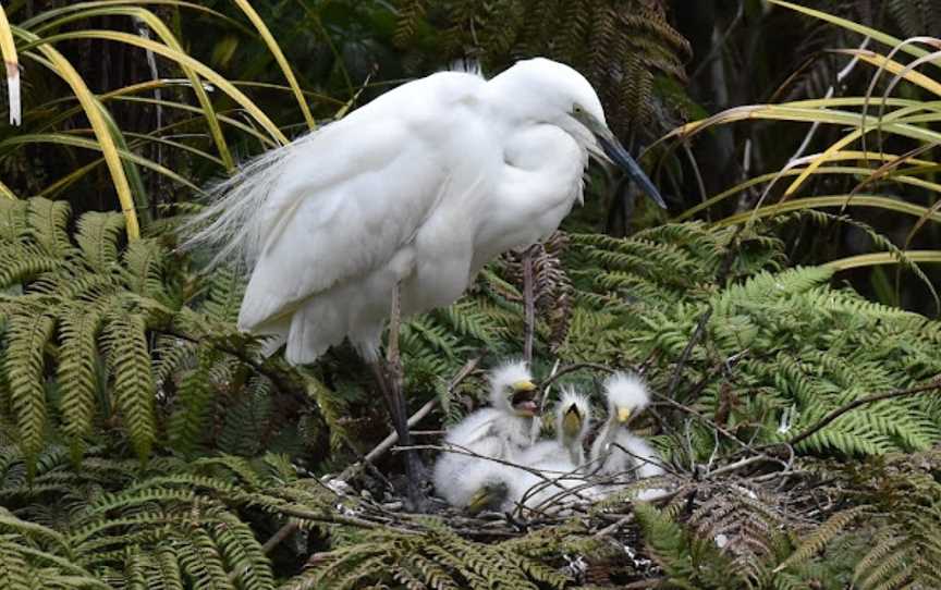 White Heron Sanctuary Tours, Whataroa, New Zealand
