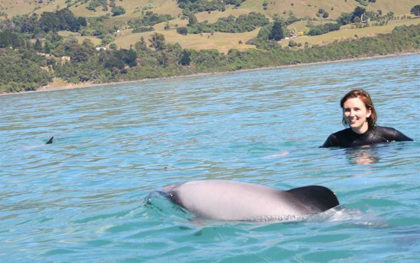 Swimming with Dolphins, Akaroa, New Zealand